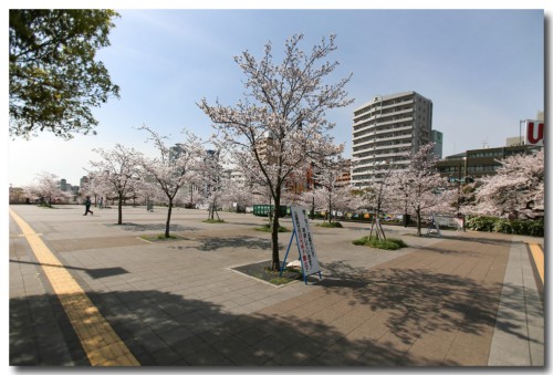 0402sakura05.jpg