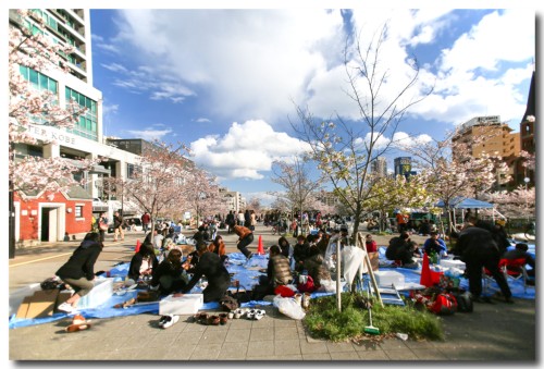 0406hanami02.jpg