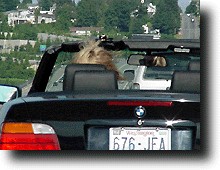 BMWopn.JPG (17447 バイト)