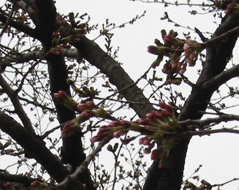 0402sakura.gif