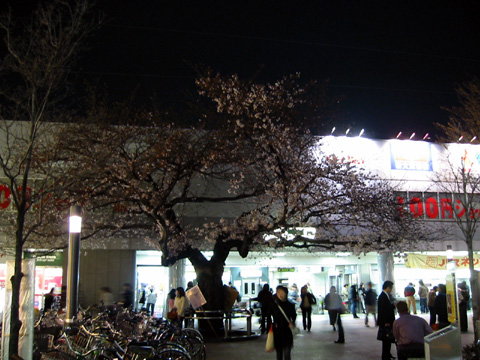 20060327Sakura.jpg