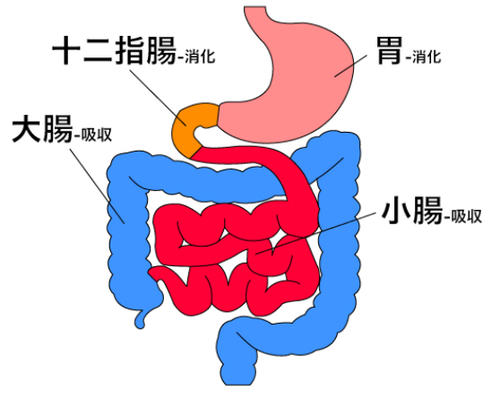 0117intestine.jpg