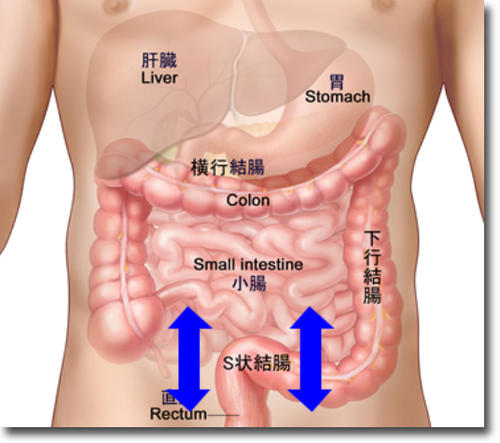 0117intestine3.jpg