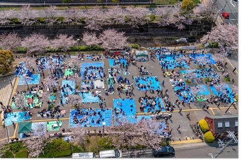 生田川公園花見宴会点描