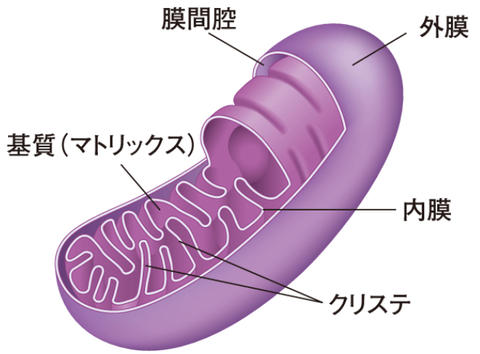 ミトコンドリアを増やすには？