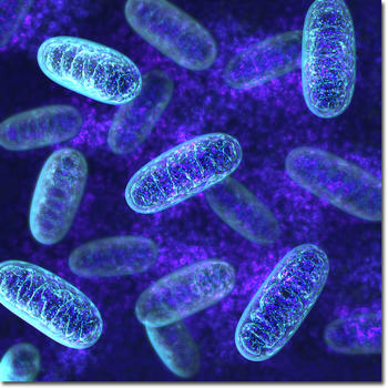 mitochondria02.jpg