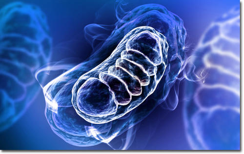 mitochondria0822.jpg