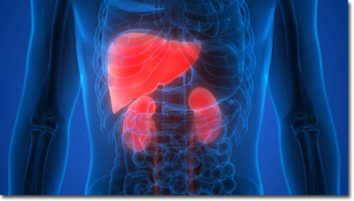 kidney2.jpg