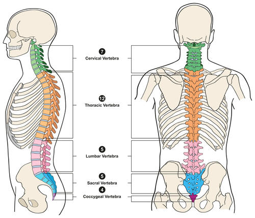 vertebra.jpg