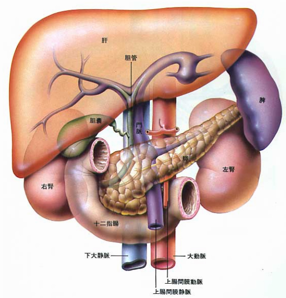 kidney.jpg