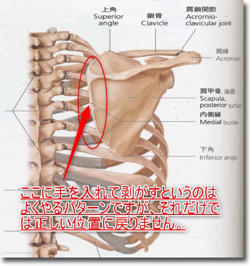肩甲骨の位置は大事 Coolに過ごそう