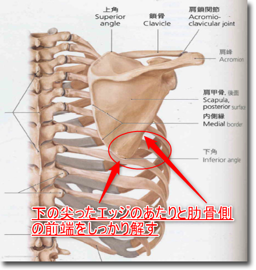 肩甲骨の位置は大事 Coolに過ごそう