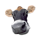 0114cow.png